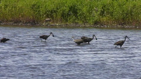 Limpkin birds Stock Footage 94265525