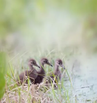 Limpkin Chicks Stock Photos