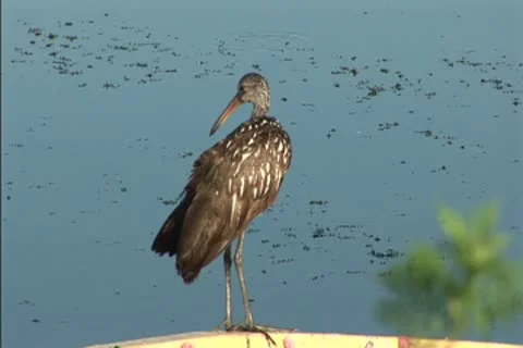 Limpkin cleaning NTSC Stock Footage 8950585