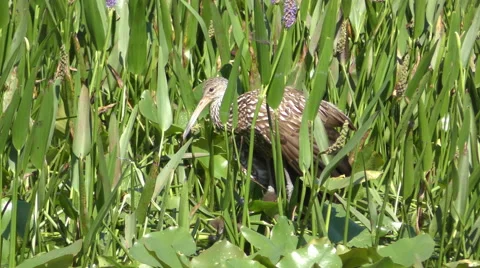 Limpkin in the Everglades 4K Stock Footage 50986860