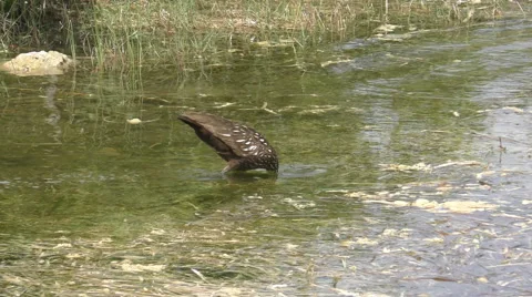 Limpkin in the Everglades in 4K Stock Footage 51940475