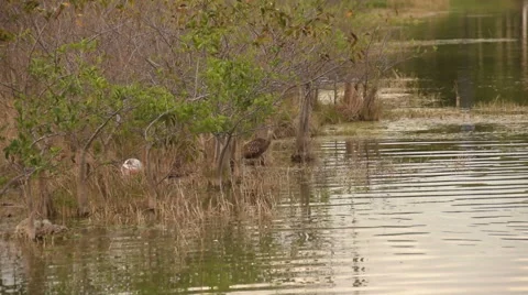 Limpkin in the Florida Everglades Stock Footage 47351967