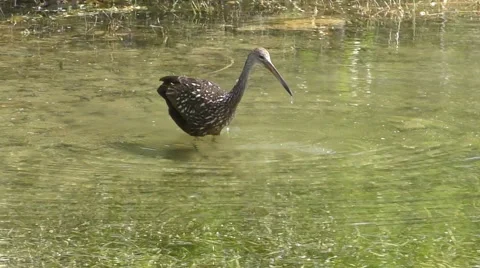 Limpkin in the Florida Everglades Stock Footage 48772440