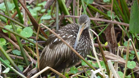 Limpkin in Florida Stock Footage 273268796
