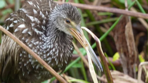 Limpkin Stock Footage 273252607