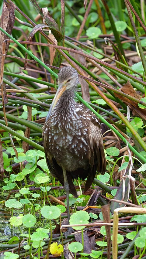 LIMPKIN Video stock 280791107