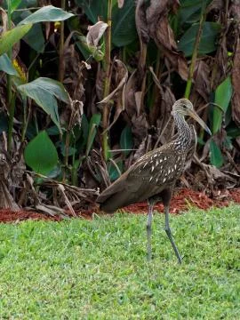 Limpkin on Grass Stock Photos