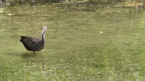Limpkin in lake 4K Stock Footage 48561208