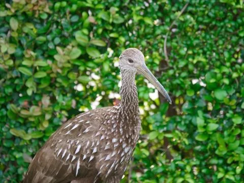 Limpkin Stock Photos