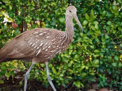 Limpkin Stock Photos