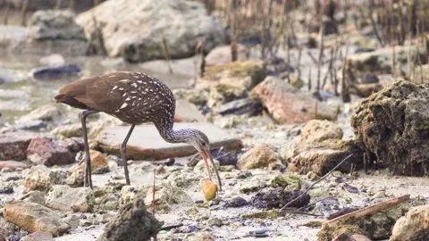 Limpkin picking up snail shell with beak at beach Stock Footage 135598018
