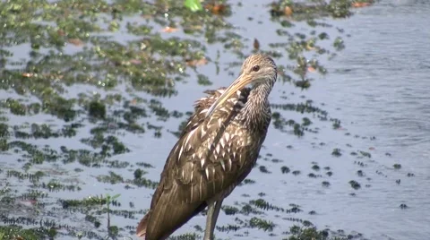Limpkin Preening Video stock 42678232
