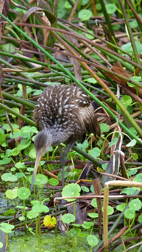 LIMPKIN PREENING Stock Footage 280793436