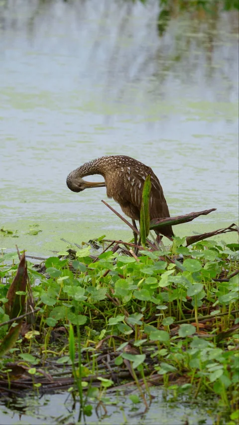 LIMPKIN PREENING ON SWAMP Stock Footage 280792980