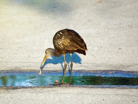 Limpkin in Puddle With Snail Stock Photos