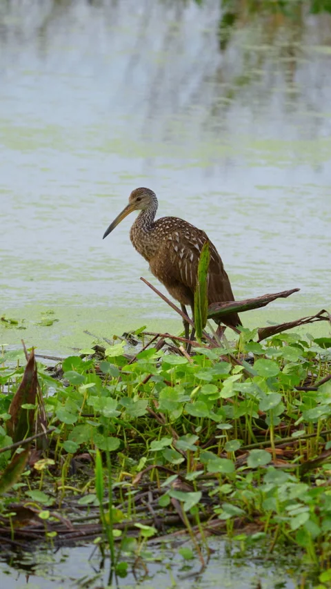 LIMPKIN ON SWAMP Stock Footage 280792920