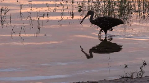 A Limpkin wading through shallow Florida waters. 4K Stock-Footage 136001599