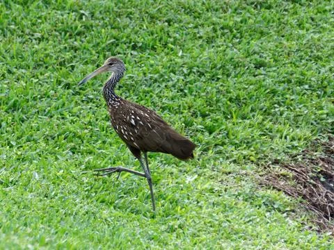 Limpkin Walking on Grass Foto stock