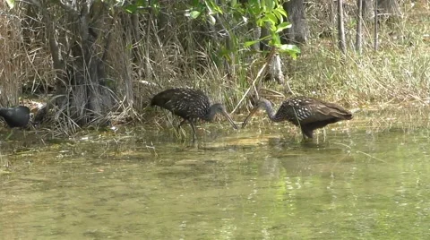 Limpkins in lake Stock Footage 48551466