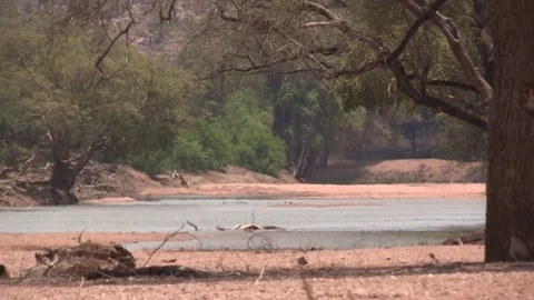 Limpopo river scenic Stock Footage 84644569