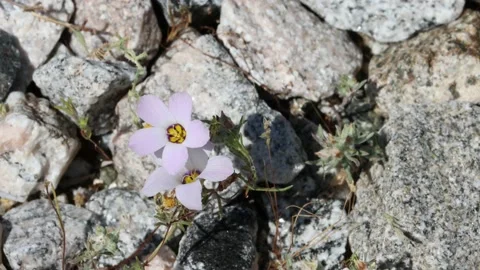 LINANTHUS DIANTHIFLORUS BLOOM Stock Footage 205528126