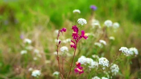 Linaria Maroccana Video stock 237319415
