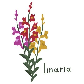 Linaria vector illustration Stock Illustration