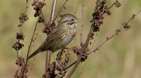 Lincoln's Sparrow Stock Footage 282667