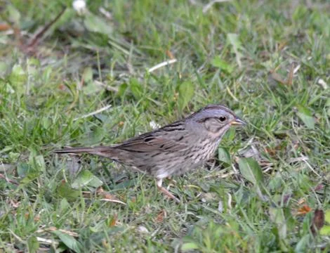 Lincoln`s sparrow2 Stock Photos