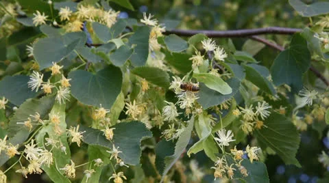 Linden blossoms Stock Footage 25063138
