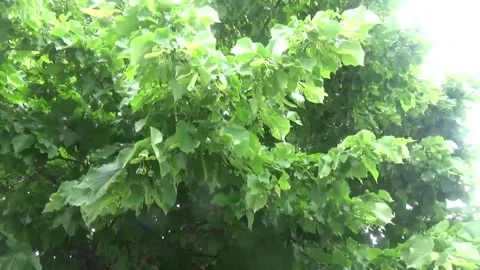Linden blossoms in the initial stage of development. Lush linden Stock Footage 311528706