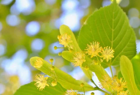 Linden blossoms at tree Stock Photos