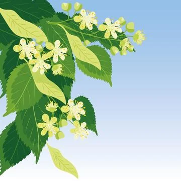 Linden Branch with Blossoms. Stock Illustration