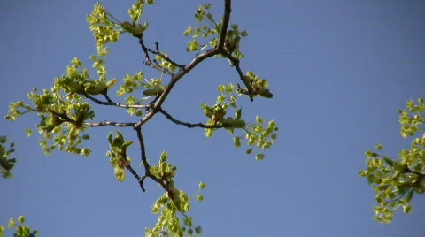 Linden branch Video stock 399326