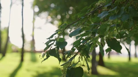 Linden branch gently sways in wind on hot summer day Video stock 274249396