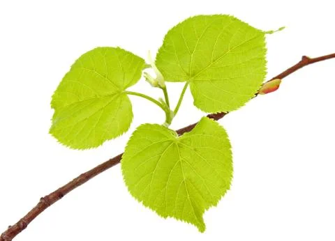 Linden branch with leaflets Stock Photos
