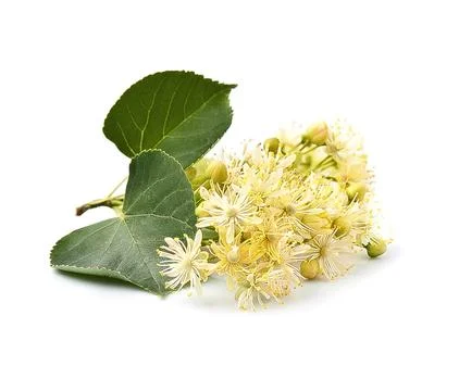Linden branch Stock Photos