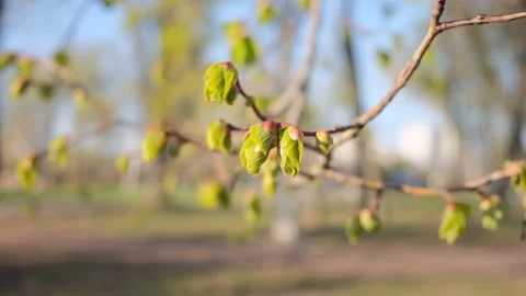 Linden buds in spring Stock Footage 153285911