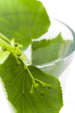 Linden closeup Stock Photos
