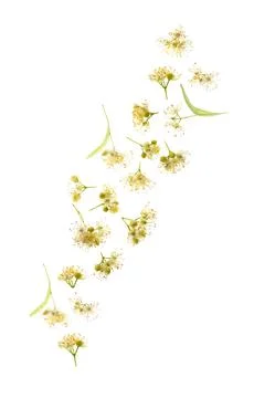 Linden flower falling Stock Photos