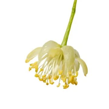 Linden flower Stock Photos