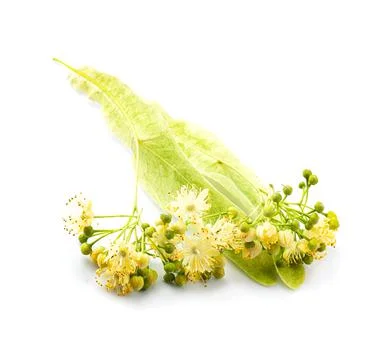 Linden flower Foto stock