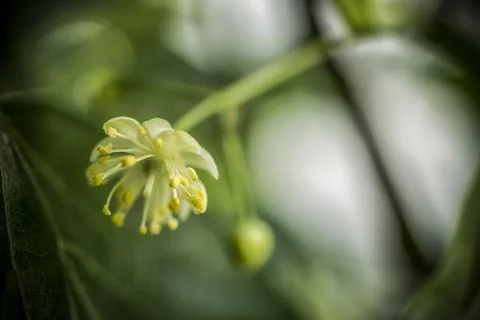 Linden flower on a tree Stock Photos