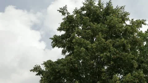 Linden flowering Stock Footage 11252262