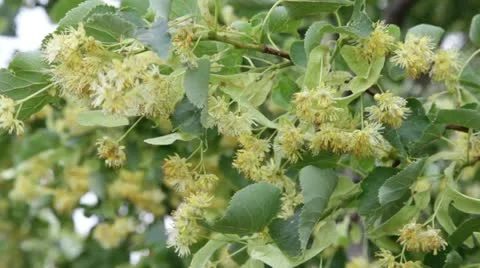 Linden flowering4 Stock Footage 11252329