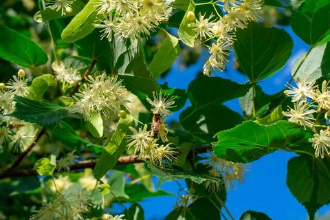 Linden flowers on branches in green leaves against a background of blue sky Stock Photos