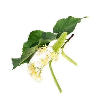 Linden flowers isolated on white background Stock Photos