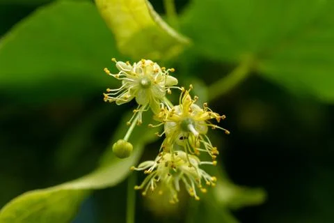 Linden flowers with leaf Stock Photos