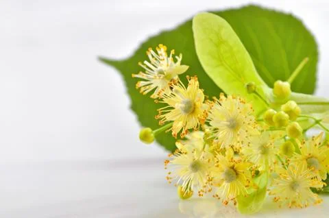 Linden flowers Stock Photos
