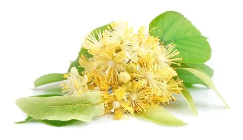 Linden flowers Foto stock